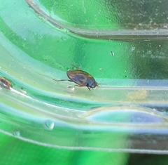 Hydroporus tessellatus