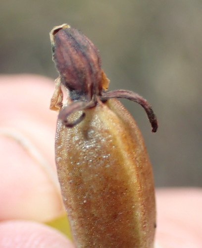 Image of Satyrium parviflorum by (c) Nicola van Berkel, some rights reserved (CC BY-SA)