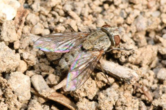 Taxigramma