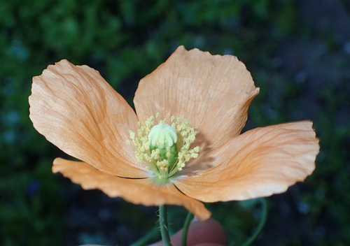 Orange poppy (Afropapaver aculeatum)