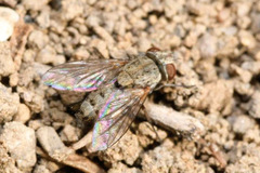 Taxigramma