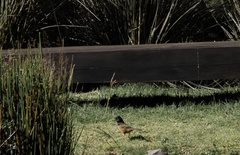 Pipilo maculatus macronyx