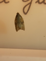 Acleris rhombana