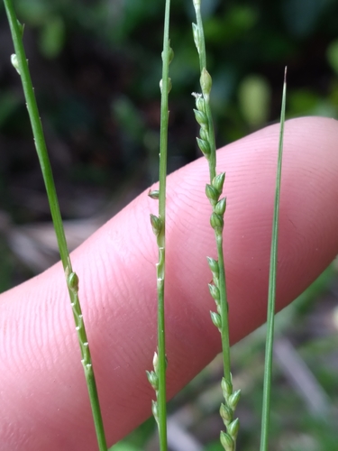 Chapman's bristlegrass (Paspalidium chapmanii)