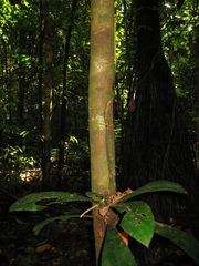 Philodendron linnaei