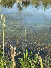 Sagittaria lancifolia