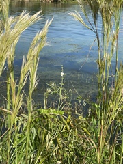 Sagittaria lancifolia