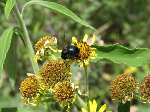 Photo of Splendid Carpenter (Xylocopa splendidula)