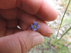 Heliophila adpressa