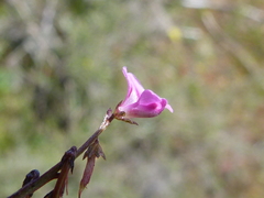 Indigofera sp16