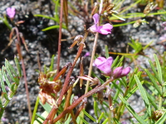 Indigofera sp16