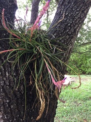 Tillandsia baileyi