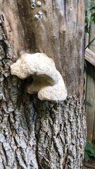 Fungi