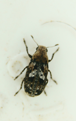Euparius paganus