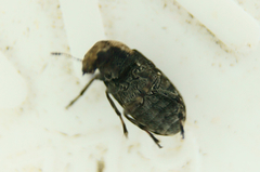 Euparius paganus