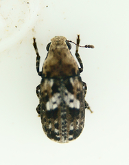 Euparius paganus