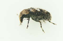 Euparius paganus