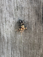 Salticidae