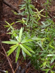 Leucopogon fasciculatus