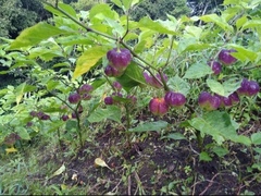 Capsicum chinense
