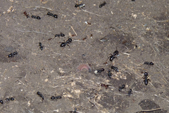 Aricoris arenarum