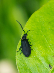 Polemius laticornis