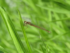 Oxyagrion rubidum