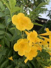 Tecoma stans
