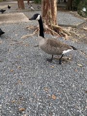 Branta canadensis image