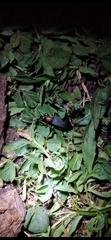 Galerita collaris