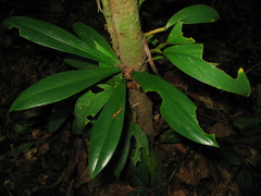 Philodendron linnaei