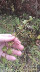 Lysimachia nummularia