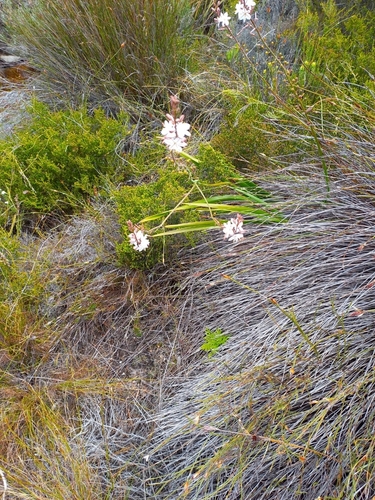 Trachyandra tabularis