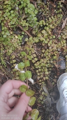 Lysimachia nummularia