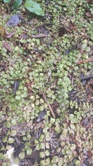 Lysimachia nummularia