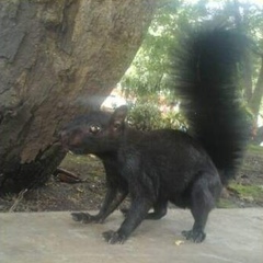 Sciurus variegatoides