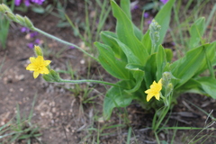 Hypoxis hemerocallidea