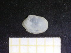 Image of Petricola lithophaga