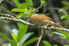 Orchesticus abeillei