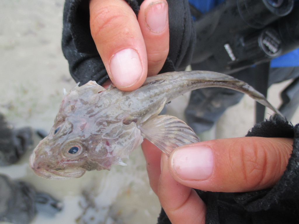 Fourhorn sculpin (Myoxocephalus quadricornis) — Cottidae