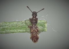 Oryzaephilus surinamensis