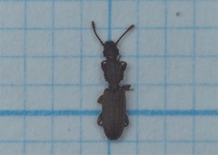 Oryzaephilus surinamensis