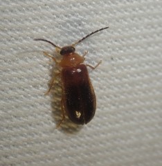 Conopalpus testaceus
