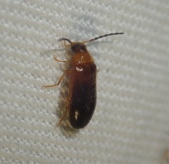 Conopalpus testaceus