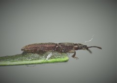 Oryzaephilus surinamensis