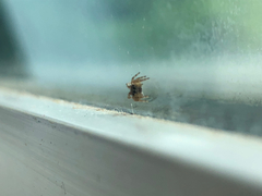 Salticidae