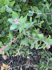 Arctostaphylos montana