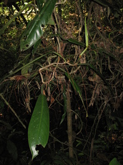 Philodendron linnaei