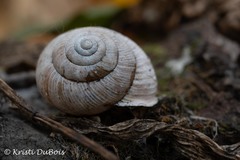 Allogona ptychophora