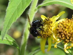 Xylocopa splendidula